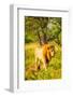 Lion (Panthera leo), Zululand, South Africa-Laura Grier-Framed Photographic Print