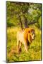 Lion (Panthera leo), Zululand, South Africa-Laura Grier-Mounted Photographic Print