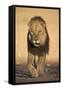 Lion (Panthera Leo)-James Hager-Framed Stretched Canvas