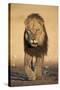 Lion (Panthera Leo)-James Hager-Stretched Canvas