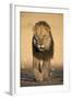 Lion (Panthera Leo)-James Hager-Framed Photographic Print