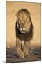 Lion (Panthera Leo)-James Hager-Mounted Photographic Print