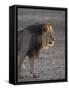 Lion (Panthera Leo)-James Hager-Framed Stretched Canvas