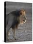 Lion (Panthera Leo)-James Hager-Stretched Canvas