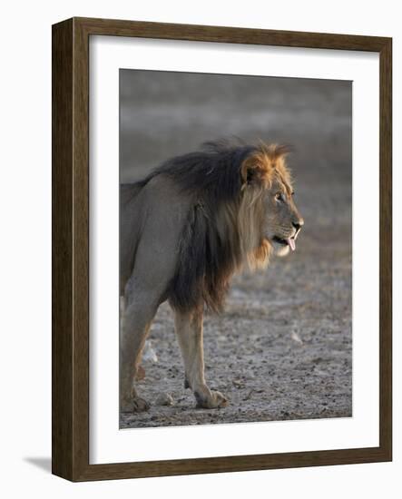 Lion (Panthera Leo)-James Hager-Framed Photographic Print