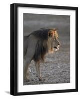 Lion (Panthera Leo)-James Hager-Framed Photographic Print