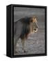 Lion (Panthera Leo)-James Hager-Framed Stretched Canvas