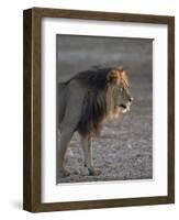 Lion (Panthera Leo)-James Hager-Framed Photographic Print