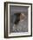 Lion (Panthera Leo)-James Hager-Framed Photographic Print