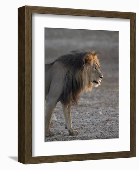 Lion (Panthera Leo)-James Hager-Framed Photographic Print