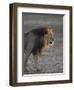 Lion (Panthera Leo)-James Hager-Framed Photographic Print