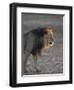 Lion (Panthera Leo)-James Hager-Framed Photographic Print