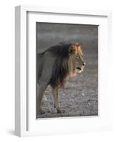 Lion (Panthera Leo)-James Hager-Framed Photographic Print