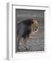 Lion (Panthera Leo)-James Hager-Framed Photographic Print