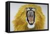 Lion (Phantera Leo), Felidae-null-Framed Stretched Canvas