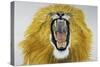 Lion (Phantera Leo), Felidae-null-Stretched Canvas