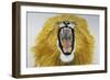 Lion (Phantera Leo), Felidae-null-Framed Giclee Print