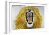 Lion (Phantera Leo), Felidae-null-Framed Giclee Print