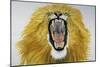 Lion (Phantera Leo), Felidae-null-Mounted Giclee Print