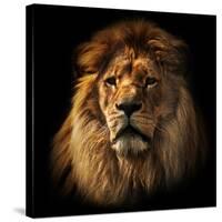 Lion Portrait on Black Background. Big Adult Lion with Rich Mane.-Michal Bednarek-Stretched Canvas