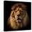 Lion Portrait on Black Background. Big Adult Lion with Rich Mane.-Michal Bednarek-Stretched Canvas