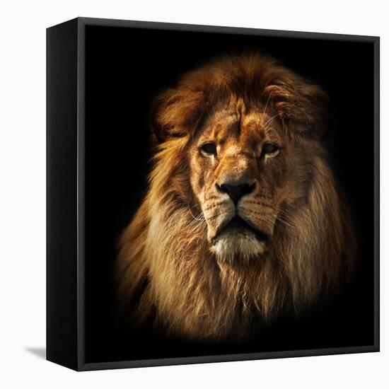 Lion Portrait on Black Background. Big Adult Lion with Rich Mane.-Michal Bednarek-Framed Stretched Canvas