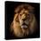 Lion Portrait on Black Background. Big Adult Lion with Rich Mane.-Michal Bednarek-Stretched Canvas