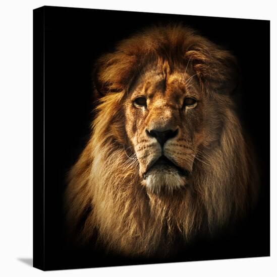 Lion Portrait on Black Background. Big Adult Lion with Rich Mane.-Michal Bednarek-Stretched Canvas