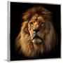 Lion Portrait on Black Background. Big Adult Lion with Rich Mane.-Michal Bednarek-Framed Premium Photographic Print