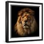 Lion Portrait on Black Background. Big Adult Lion with Rich Mane.-Michal Bednarek-Framed Premium Photographic Print