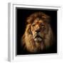 Lion Portrait on Black Background. Big Adult Lion with Rich Mane.-Michal Bednarek-Framed Premium Photographic Print