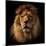 Lion Portrait on Black Background. Big Adult Lion with Rich Mane.-Michal Bednarek-Mounted Premium Photographic Print