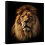 Lion Portrait on Black Background. Big Adult Lion with Rich Mane.-Michal Bednarek-Framed Stretched Canvas