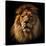 Lion Portrait on Black Background. Big Adult Lion with Rich Mane.-Michal Bednarek-Stretched Canvas