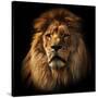 Lion Portrait on Black Background. Big Adult Lion with Rich Mane.-Michal Bednarek-Stretched Canvas