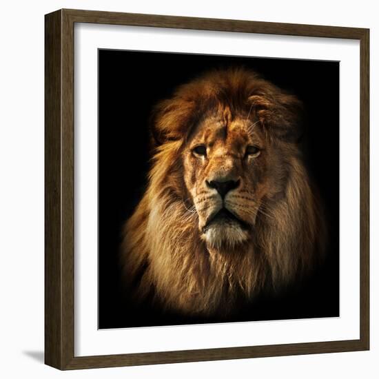 Lion Portrait on Black Background. Big Adult Lion with Rich Mane.-Michal Bednarek-Framed Photographic Print