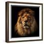 Lion Portrait on Black Background. Big Adult Lion with Rich Mane.-Michal Bednarek-Framed Photographic Print