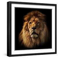 Lion Portrait on Black Background. Big Adult Lion with Rich Mane.-Michal Bednarek-Framed Photographic Print