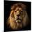 Lion Portrait on Black Background. Big Adult Lion with Rich Mane.-Michal Bednarek-Mounted Photographic Print