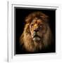 Lion Portrait on Black Background. Big Adult Lion with Rich Mane.-Michal Bednarek-Framed Photographic Print