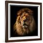 Lion Portrait on Black Background. Big Adult Lion with Rich Mane.-Michal Bednarek-Framed Photographic Print