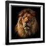 Lion Portrait on Black Background. Big Adult Lion with Rich Mane.-Michal Bednarek-Framed Photographic Print