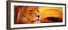 Lion Portrait on Savanna Landscape Background and Mount Kilimanjaro at Sunset. Panoramic Version-Michal Bednarek-Framed Premium Photographic Print