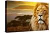 Lion Portrait On Savanna Landscape Background And Mount Kilimanjaro At Sunset-Michal Bednarek-Stretched Canvas