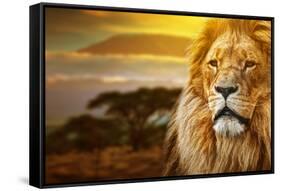 Lion Portrait On Savanna Landscape Background And Mount Kilimanjaro At Sunset-Michal Bednarek-Framed Stretched Canvas