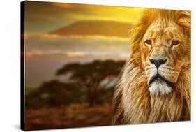 Lion Portrait On Savanna Landscape Background And Mount Kilimanjaro At Sunset-Michal Bednarek-Stretched Canvas