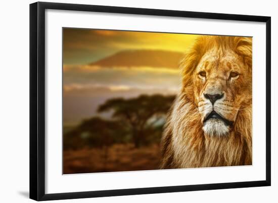 Lion Portrait On Savanna Landscape Background And Mount Kilimanjaro At Sunset-Michal Bednarek-Framed Photographic Print