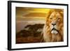 Lion Portrait On Savanna Landscape Background And Mount Kilimanjaro At Sunset-Michal Bednarek-Framed Photographic Print