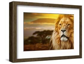 Lion Portrait On Savanna Landscape Background And Mount Kilimanjaro At Sunset-Michal Bednarek-Framed Photographic Print