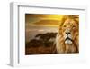 Lion Portrait On Savanna Landscape Background And Mount Kilimanjaro At Sunset-Michal Bednarek-Framed Photographic Print